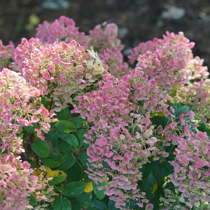 Hydrangée paniculé Little Quick Fire - Hydrangea paniculata 'Little Quick Fire  - 2G