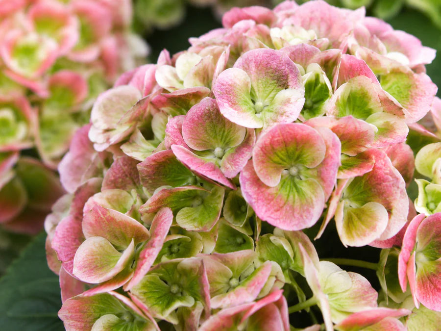 Hydrangée Incrediball blush -  Hydrangea arborescens 'incrediball blush' - 2G