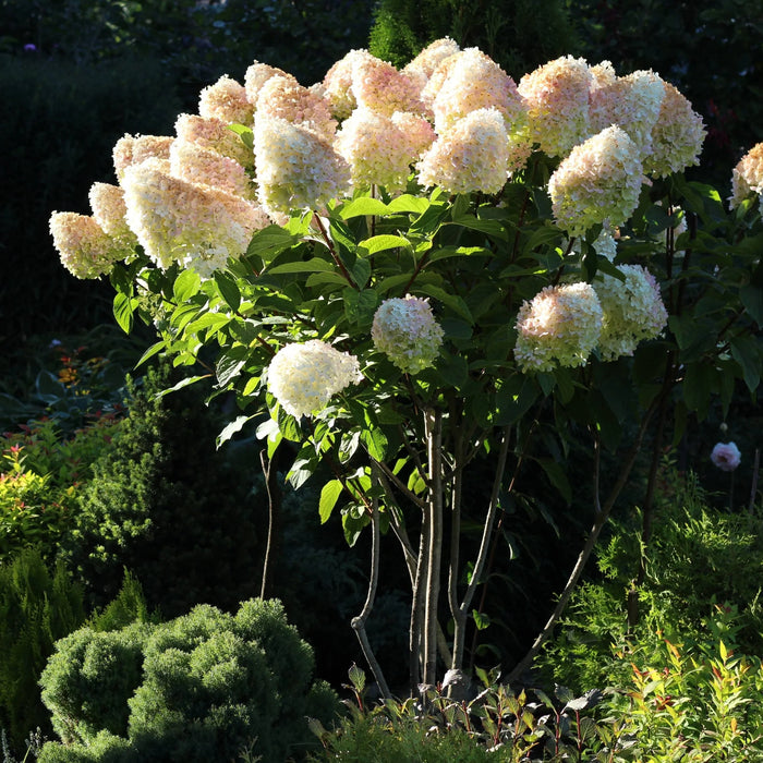 Hydrangée paniculé - Hydrangea paniculata 'Grandiflora' - 2G