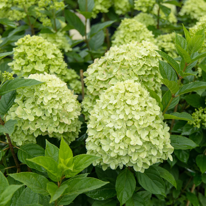 Hydrangée paniculé limeLight - Hydrangea paniculata 'Lime light' - 2G