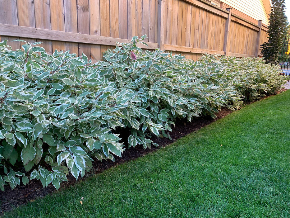 Cornouiller Blanc - Cornus Alba 'Ivory Halo' (Bailhalo) - 2G