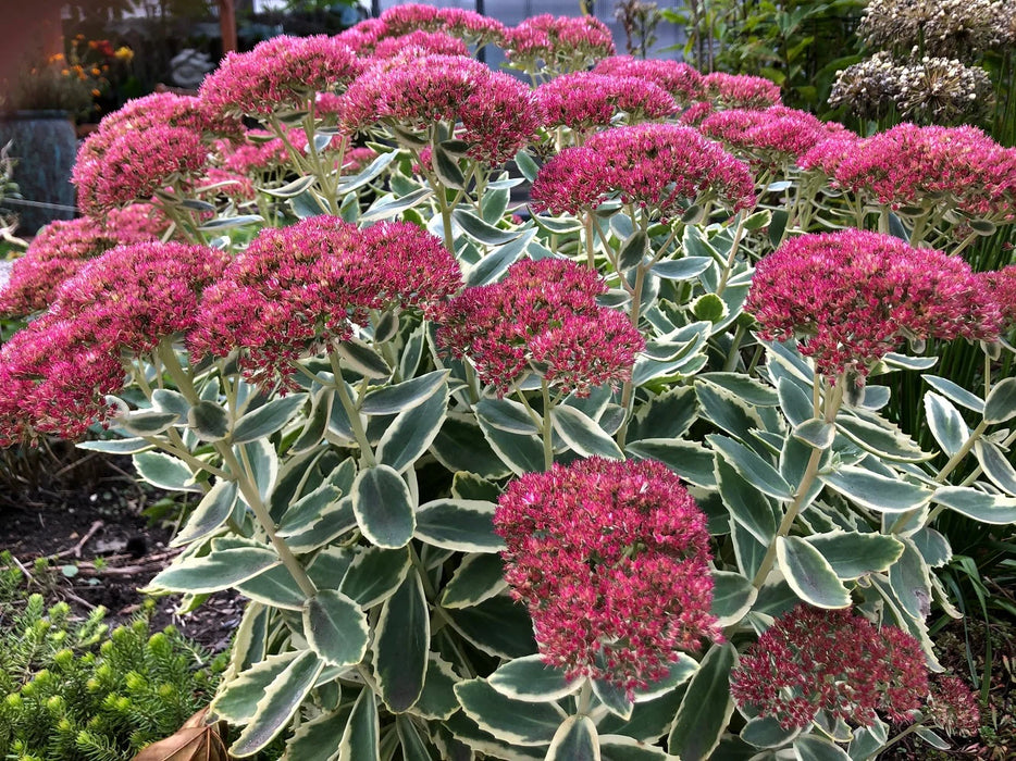 Orpin 'Frosted Fire' - Sedum  'Frosted Fire'