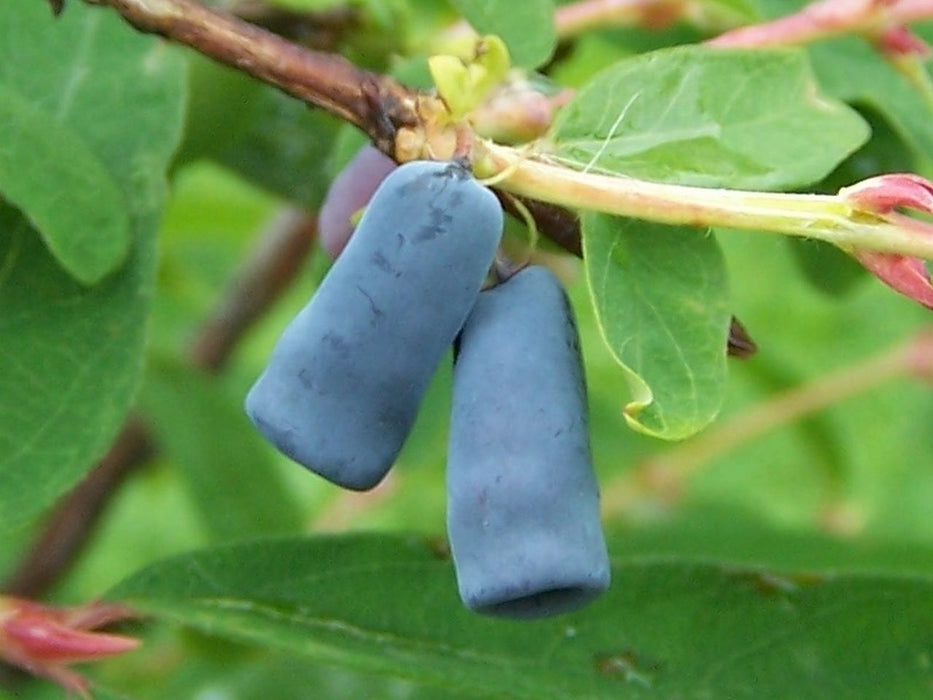 Camerise Blue Bell - Lonicera caerulea edulis 'Blue Bell'  - 2G