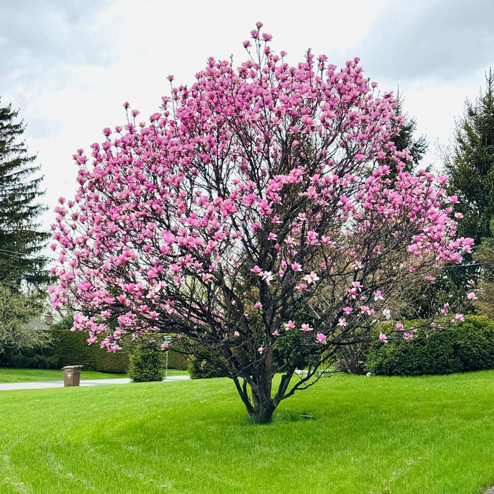 Magnolia Susan - 3G