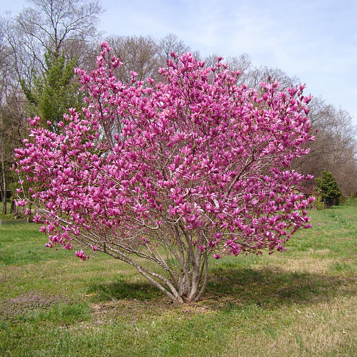Pommetier colonnaire rose Rinki- Malus 'Rinki'   - 200 cm