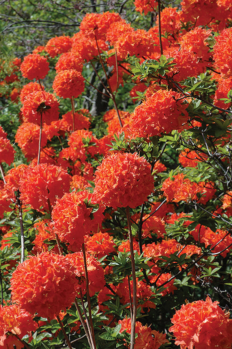 Azalée 'Mandarin Lights' - Azalea 'Mandarin Lights'