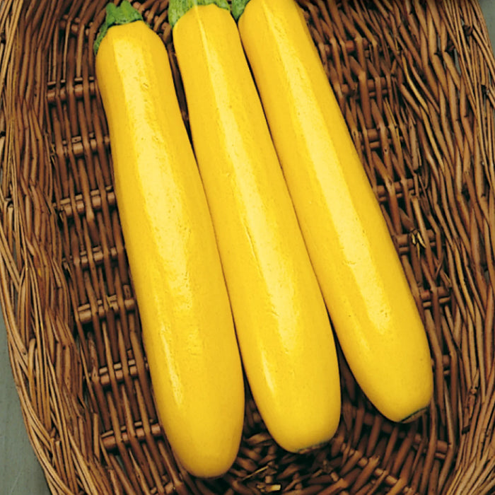 Zucchini Gold Rush