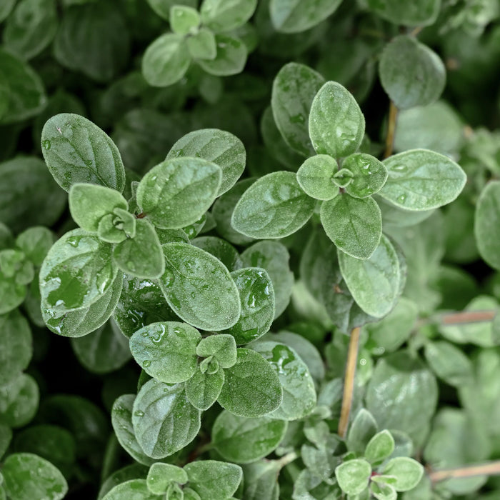 Origan - Plant dans pot de 3.5 po