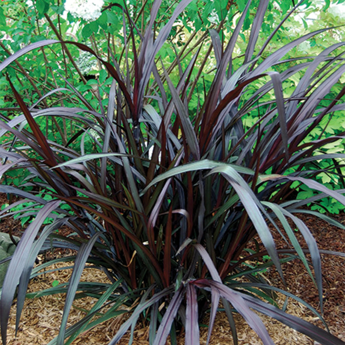 Pennisetum 'First Knight' - Pot de 6 po