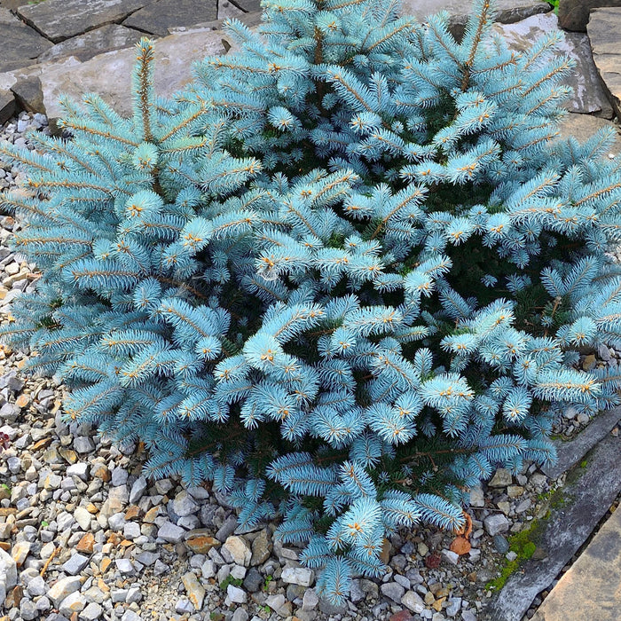 Épinette naine du Colorado 'Globosa' - Picea pungens 'Glauca Globosa'