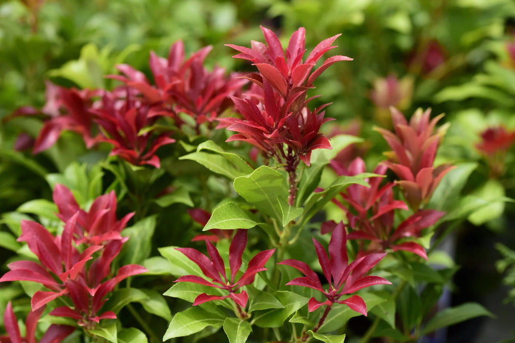 Andromède du Japon - Pieris japonica 'Mountain Fire'