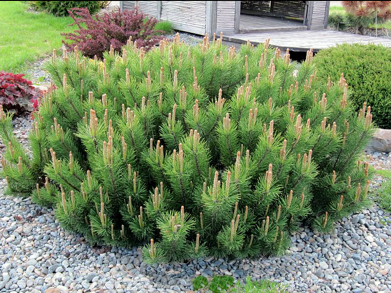 Pin de Montagne - Pinus mugo 'Pumilio'