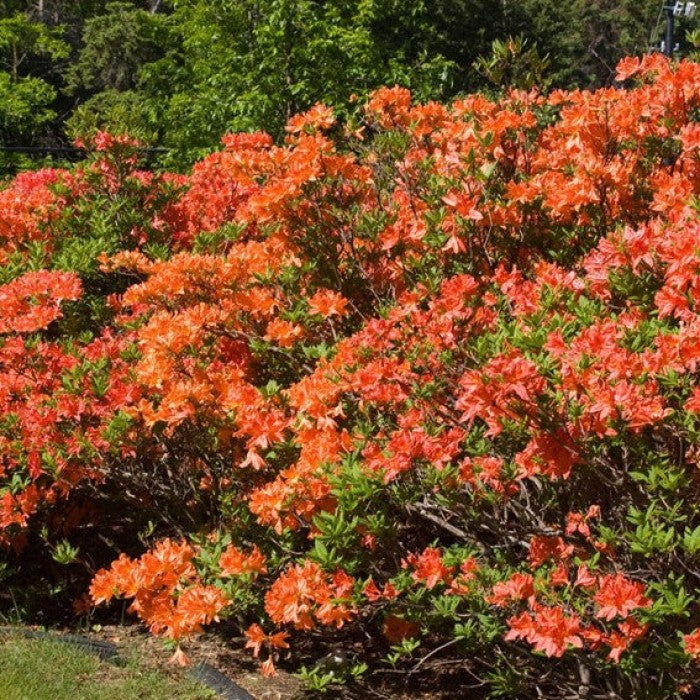 Azalée 'Mandarin Lights' - Azalea 'Mandarin Lights'
