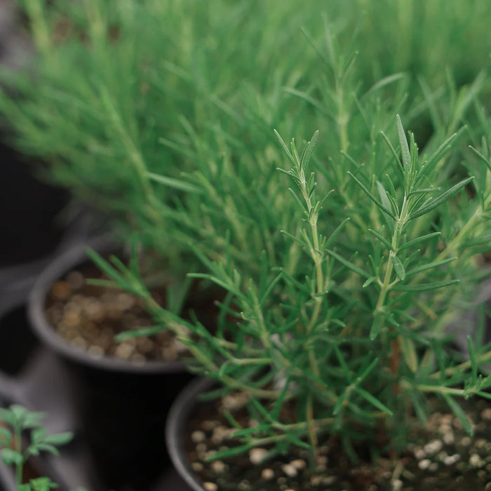 Romarin - Plant dans pot de 3.5 po