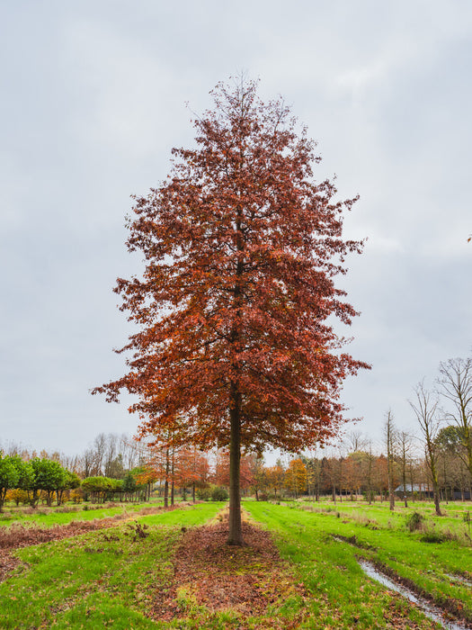Chêne des Marais - Quercus palustris - 15G - 35MM