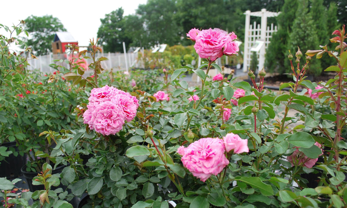 Rosier - Rosa 'Royal Bonica'