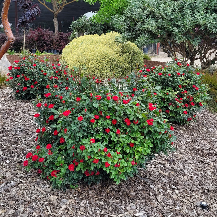 Rosier - Rosa 'Meibenbino Petite Knock Out'