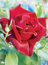 Rosier - Rosa 'City of Windsor'