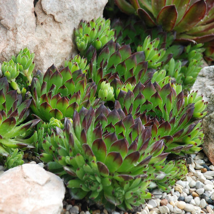 Joubarbe - Sempervivum Chick Charms 'Mix'