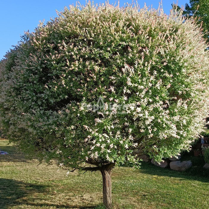 Saule maculé  - Salix integra 'Hakuro-nishiki' - 2G