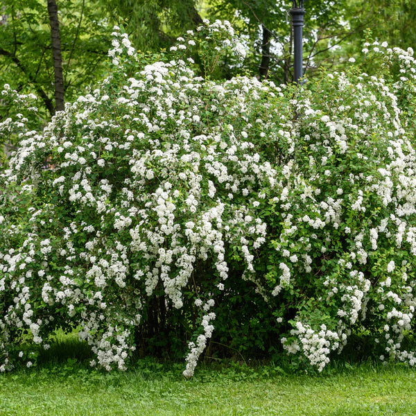 Spirée Snowmound - Spiraea nipponica 'Snowmound' 2G