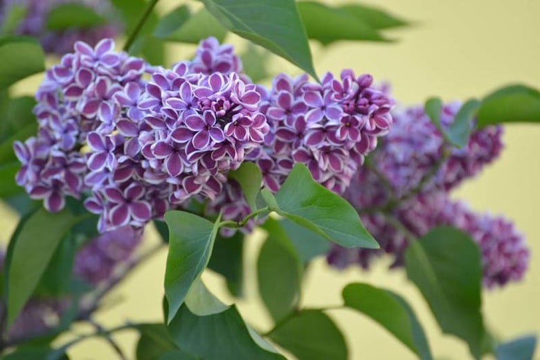 Lilas francais sensation sur tige - Syringa vulgaris 'sensation' 2G