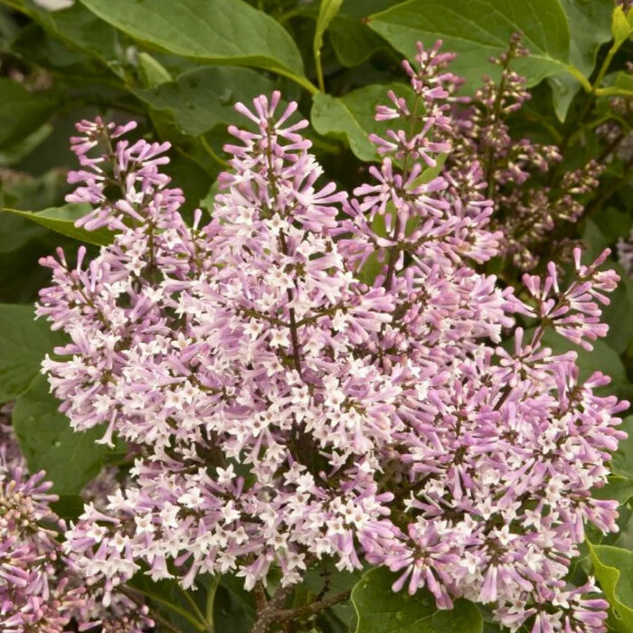 Lilas de corée 'Miss Kim' - Syringa patula 'Miss Kim'
