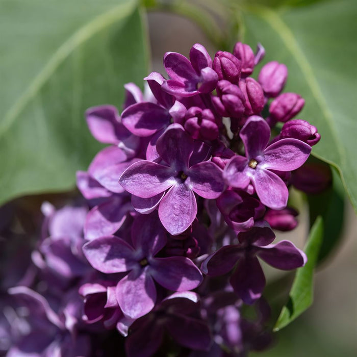 Lilas français Agincourt Beauty - Syringa vulgaris 'Agincourt Beauty' 2G