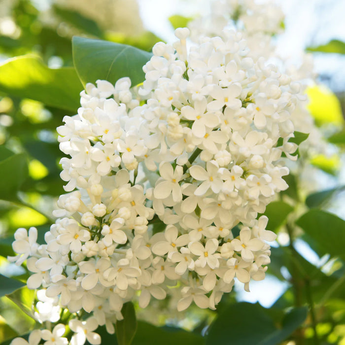 Lilas Japonais Ivory Silk - Syringa reticulata 'Ivory Silk'  15G - 35MM