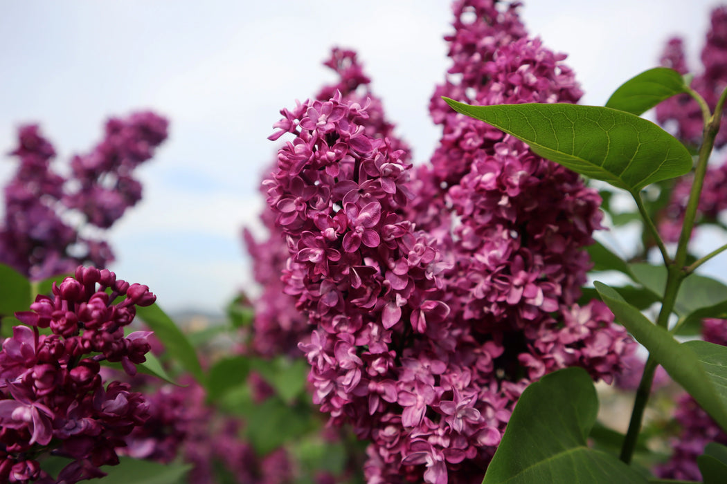Lilas français Moondust - Syringa vulgaris 'Moondust' 2G