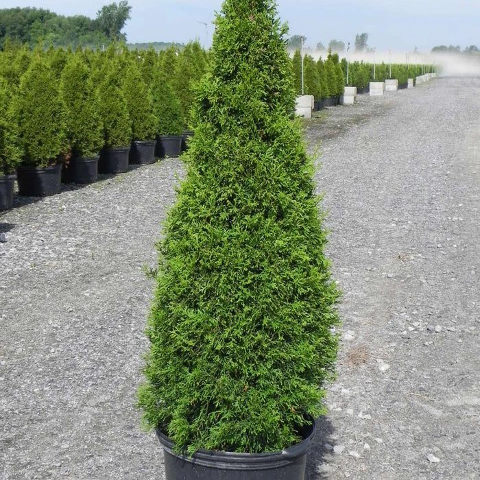 Cèdre Emerald - Thuja occidentalis 'Smaragd'