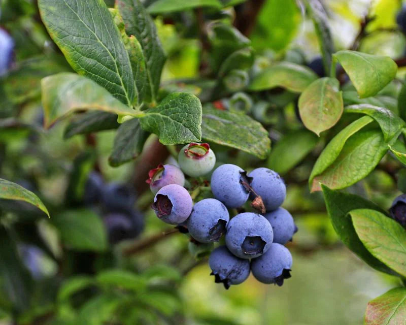 Bleuet Géant Northcountry - Vaccinium corymbosum 'North Country' - 2G