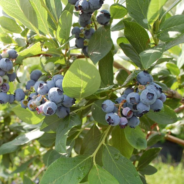 Bleuet Géant Chippewa - Vaccinium corymbosum 'Chippewa' - 2G