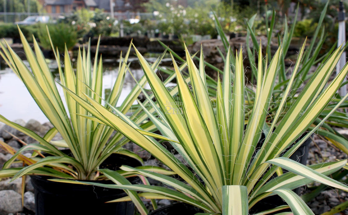 Yucca filamenteux - Yucca Filamentosa