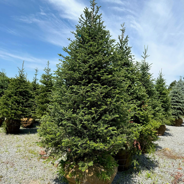 Sapins moins jolis - Baumier 5-7 pieds