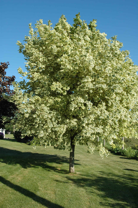 Érable de Norvège Harlequin - Acer Platanoides 'Drummondii' - 7g/10g  200cm  F-Empoté