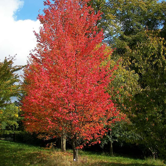 Érable rouge 'Armstrong' - Acer rubrum 'Armstrong'