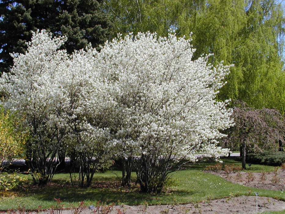 Amelanchier du Canada - Amelanchier canadensis