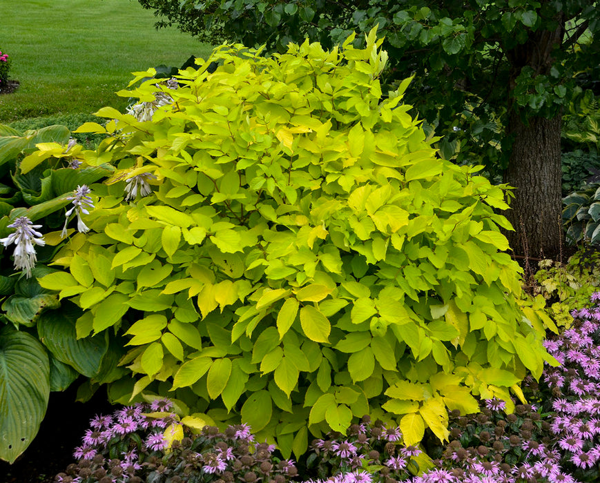 Aralie cordiforme 'Sun King' - Aralia cordata 'Sun King'
