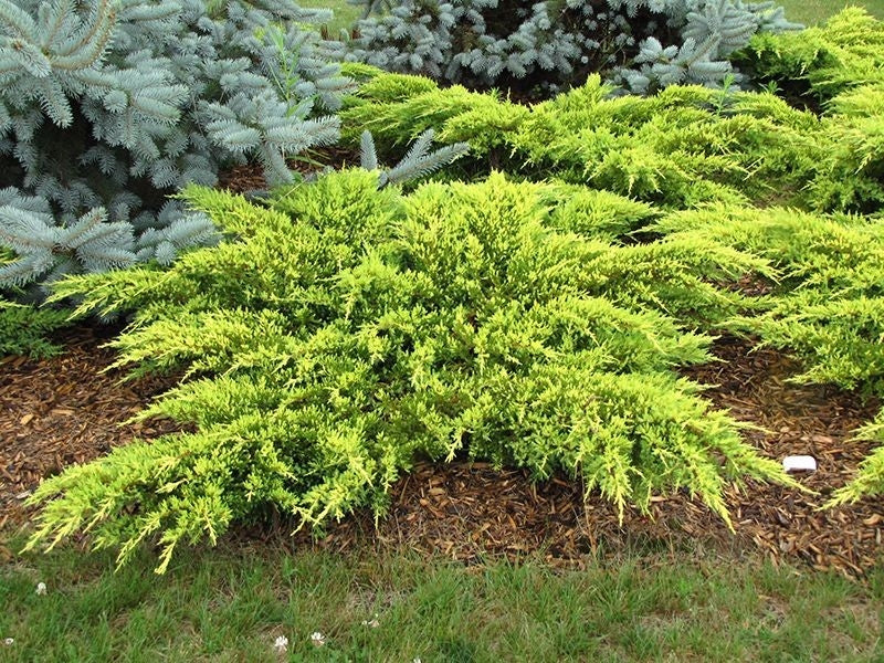 Genévrier 'Daub's Frosted' - Juniperus chinensis 'Daub's Frosted'