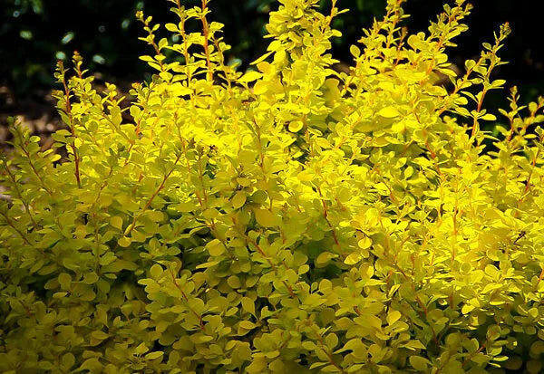 Berbéris doré nain - Berberis thunbergii 'Aurea Nana'