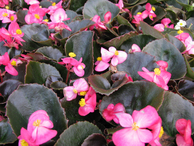Bégonia annuel - Begonia semperflorens 'Bronze leaf' - Rose