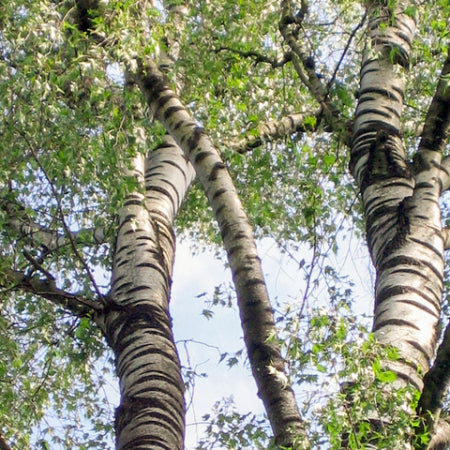 Bouleau pleureur à feuilles  Laciniés -  Betula pendula 'Laciniata' (Gracilis)- 7G 250 cm