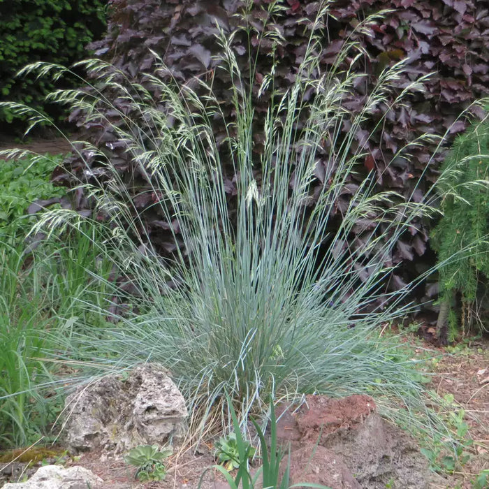 Avoine vivace bleue 'Saphir' - Helictotrichon sempervirens 'Sapphirsprudel'