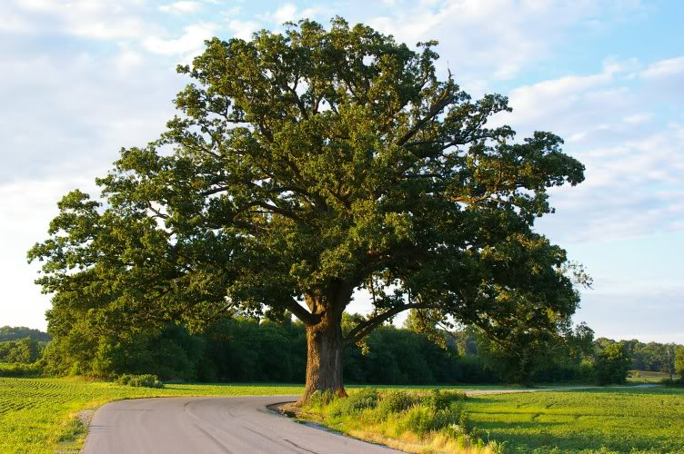 Chêne à gros fruits - Quercus macrocarpa  - 15G