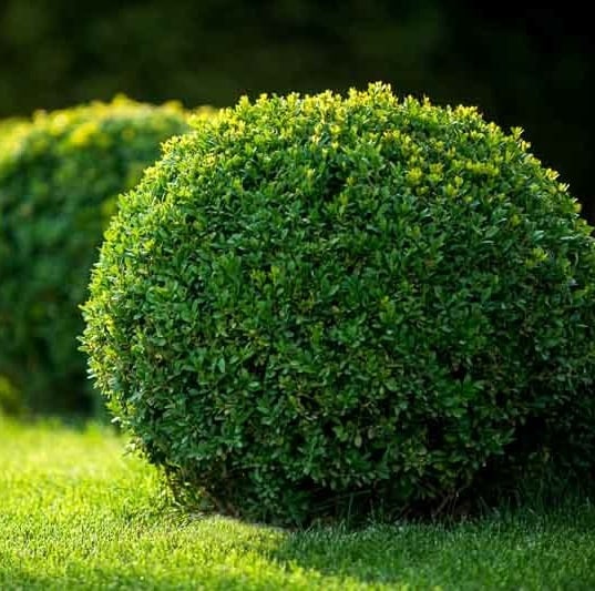 Buis 'Green Velvet' - Buxus 'Green Velvet'