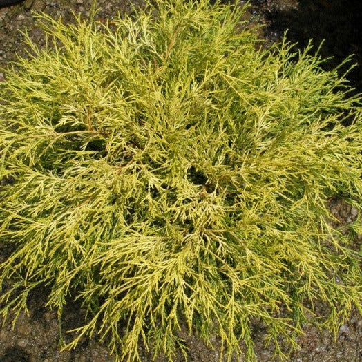 Faux-Cyprès de Sawara - Chamaecyparis pisifera 'Sungold' - 2G