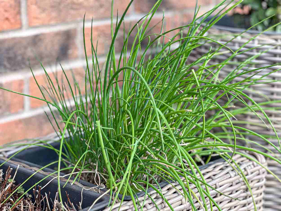Ciboulette - Plant dans pot de 3.5 po