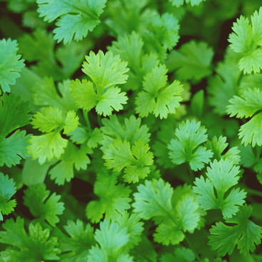 Coriandre - Plant dans un pot de 4 po *Certifié Biologique