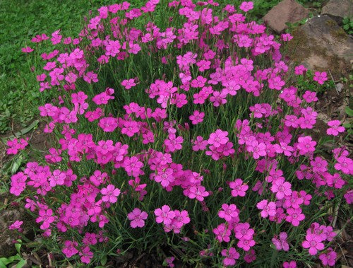 Oeillet - Dianthus 'Kahori Pink'